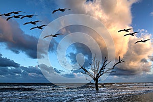 Edisto Island, Botany Baby Beach