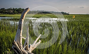 Edisto south carolina plantation marchland wet lands at sunset