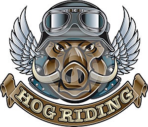 Wild hog driving motorcycle photo