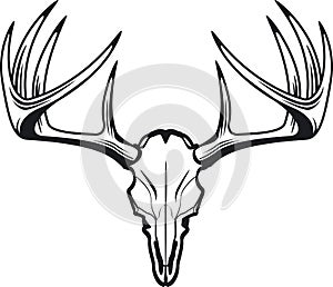 Deer skull of whitetail buck