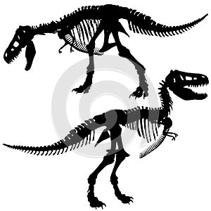 T rex skeleton photo