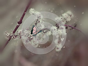 Edited picture of branch with butterfly