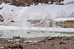 Edith Cavell Glacier and lake in Jasper National Park Canada