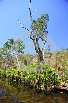 Edith falls, Nitmiluk National Park, Northern Territory, Australia