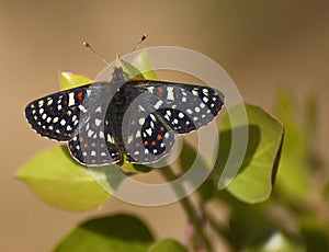 Edith's Checkerspot Euphydryas editha