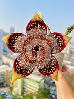 Edithcolea grandis (Persian carpet flower)