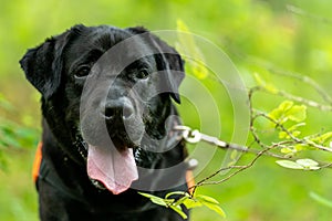 Editorial image. Black safeguard labrador on a rescue training in the forest