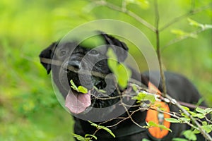 Editorial image. Black safeguard labrador on a rescue training in the forest