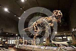 EDITORIAL, 12 July 2017, Bozeman Montana, Museum of the Rockies, Tyrannosaurus Rex Fossil Exhibit