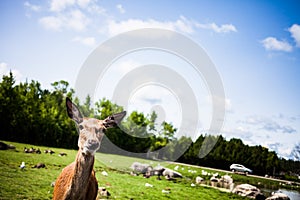 Editorial - July 29, 2014 at Parc Safari, Quebec , Canada on a b