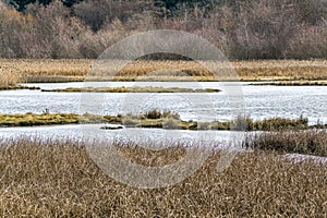 Edmonds Marsh Landscape Scene 3