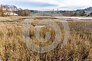 Edmonds Marsh Landscape Scene 11