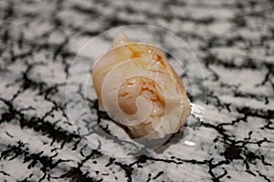 Edomae (Edo style) sushi: Japanese ivory shell photo