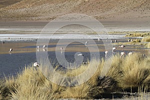 Eduardo Alveroa, Uyuni Bolivia photo