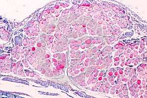 Education anatomy and Histological sample of Human