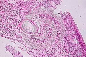Histological sample Ovary of rabbit Tissue under the microscope.