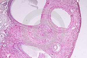 Histological sample Ovary of rabbit Tissue under the microscope.