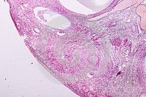 Histological sample Ovary of rabbit Tissue under the microscope.