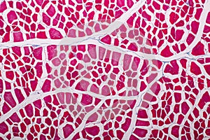 Histological sample Striated muscle Tissue under the microscope.