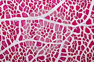 Histological sample Striated muscle Tissue under the microscope.