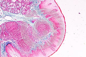 Education anatomy and physiology of Tongue under the microscopic. photo