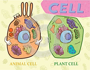 Education chart of biology for animal cell and plant cell diagram