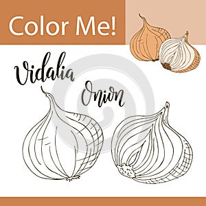 Education coloring page with vegetable. Hand drawn vector illustration of vidalia onion. photo