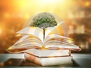 Education concept with tree of knowledge opening old big book in library.
