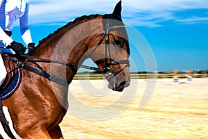 Two horses embracing in friendship .Dressage horse and rider photo