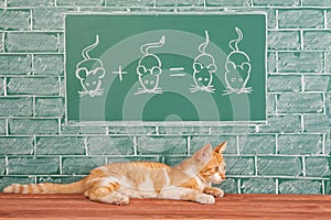 Education idea with Red Cat