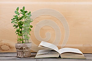 Education and reading concept - books and green plant