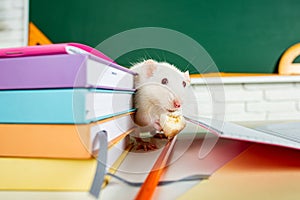 Education, science, school, learn and study concep. Funny animals white rat. photo