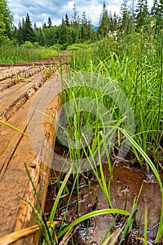 Education trail through bogland in Slana voda, Slovakia