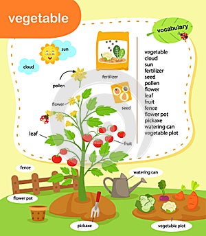 Education vocabulary vegetable