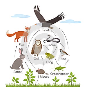 Educational banner for kids about the food chain in the wild. Wildlife food pattern diagram