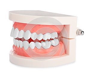 Educational dental typodont model isolated on white