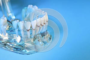 Educational dental typodont model with teeth on light blue background, closeup. Space for text