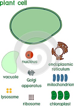 Educational game: assembling cells from ready-made components in form of stickers. Plant cell structure with titles