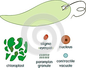 Educational game: assembling Euglena viridis from ready-made components in form of stickers