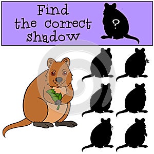 Educational game: Find the correct shadow. Little cute quokka