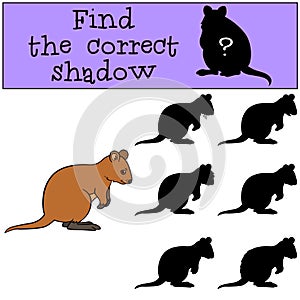 Educational game: Find the correct shadow. Little cute quokka smiles