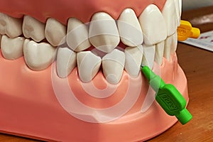 Educational model with mandibular and maxillary teeth with interdental brushes