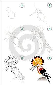 Educational page for kids. How to draw step by step a cute hoopoe. Back to school. photo