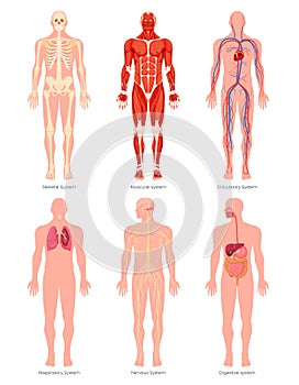 Educative anatomy physiology organ system human body set vector flat illustration. Infographic parts