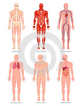 Educative anatomy physiology organ system human body set vector flat illustration. Infographic parts photo