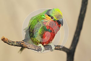 Edward fig parrot photo