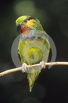 Edwards Fig Parrot