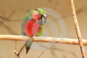 Edwards fig parrot photo