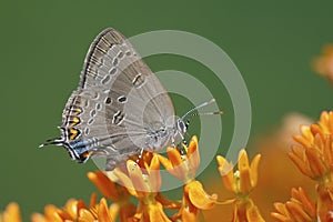 Edwards` Hairstreak nectaring on butterfly weed