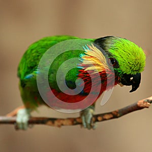 Edwards's Fig Parrot